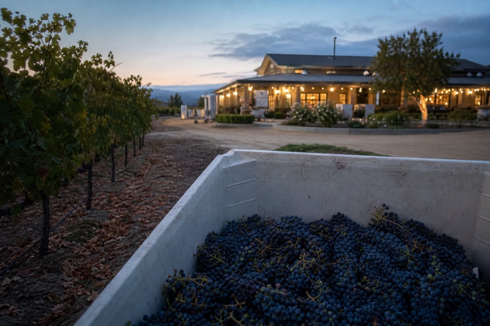 Freshly picked dark grape clusters in a harvest bin beside vineyard rows in warm morning light, no text, no logos, no people