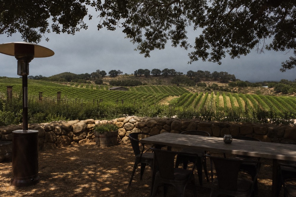 Bright green winter vineyard rows on rolling hills under a moody grey sky with distant oaks, no text, no logos, no people