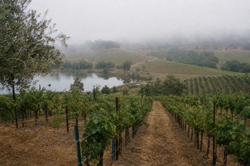 Fog drifting low over neat rows of coastal vineyard vines on rolling green hills in the early morning, no text, no logos, no people