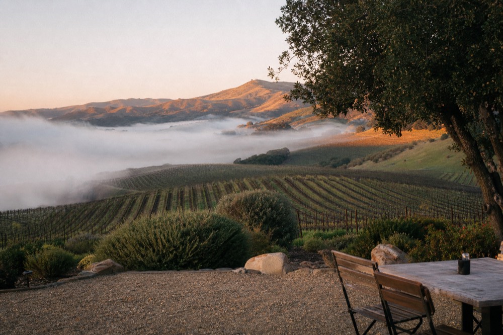 Low fog drifting over cool western vineyard rows on gentle green hills at first light in the valley, no text, no logos, no people