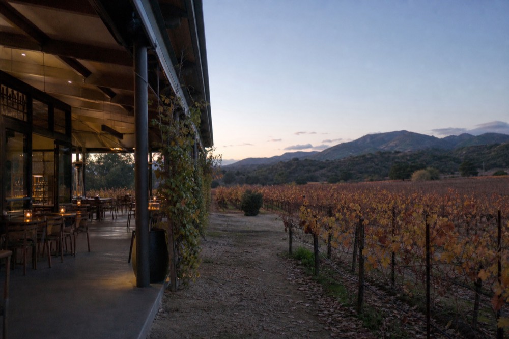 Vineyard rows turning gold and rust in autumn light with low sun over inland hills at the end of harvest, no text, no logos, no people