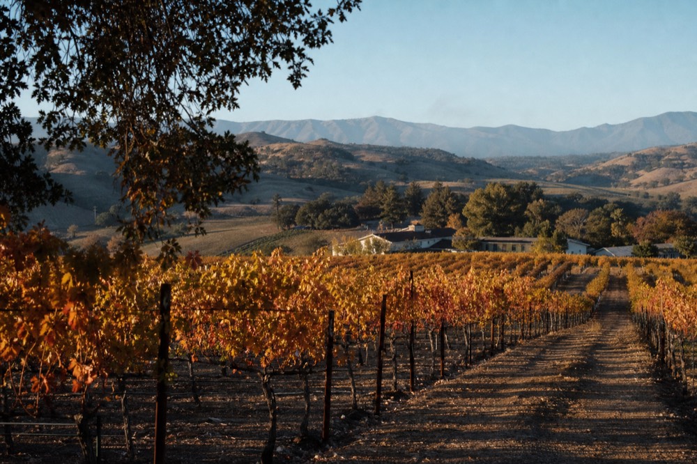 Vineyard rows turning gold and rust in autumn light with low sun over the inland hills and long shadows across the lanes, no text, no logos, no people