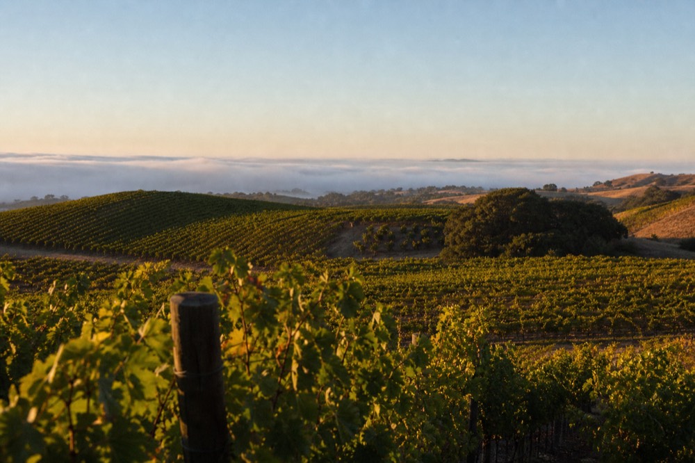 Vineyard rows on gently rolling hills fading into a low coastal fog bank at the cool western edge of the wine country, no text, no logos, no people